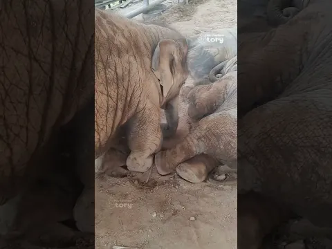 Baby Ton Nao Finally Falls Asleep! Big Brother Junior Can Finally Rest - Thai Elephant Story