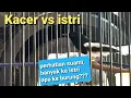 Download Lagu Suara emas Kacer Sumatra