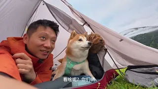 《上海 拉萨》第3站 格聂雪山花海季 #vlog #自驾西藏 #安静的布丁妹妹