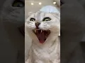 Download Lagu Sonya has made a mess again!😳 #cat #cats