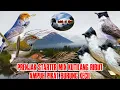Download Lagu suara pikat burung kecil prenjak starter call mix kutilang ribut di jamin burung bandel turun jt27