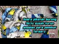Download Lagu Suara pikat burung Sirtu yg susah turun andalan para pemikat Sirtu terbaru