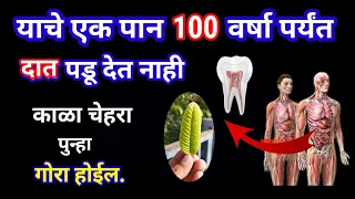फक्त 1 पानाने दात जीवनभर पक्के राहतील केस गळती बंद चेहरा गोरा पेरू पान पोट वजन कमी ayurvedic tip 