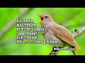 Lagu RAJANYA MASTERAN BURUNG LOMBA, Speed Rapat Roll Tembak Bikin Juri Geleng Kepala