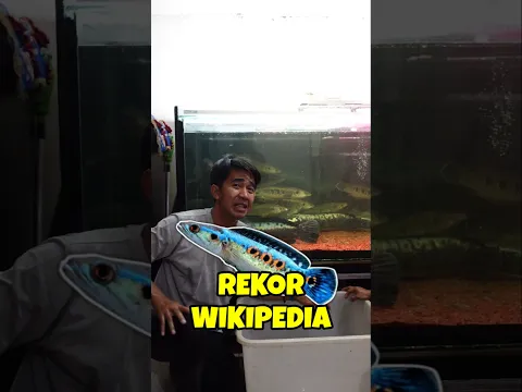 Ini wujud ikan serandang yang pecahin rekor panjang di wikipedia