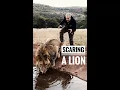 Download Lagu Scaring a Lion🦁  #shorts