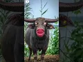 Download Lagu Hulu lulu😂🤣🤣👍#comedy #shorts #viral #reels