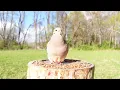 Mourning Dove Call with matching video 8 Hours #nostalgia  #birdsounds #nature #wildlife  #nostalgic