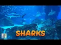 Download Lagu Sharks! 🦈 Large Shark Aquarium with Ocean Fish \u0026 Relaxing Music.