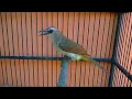 Download Lagu Suara trucukan nginclong untuk pancingan burung trucuk anda