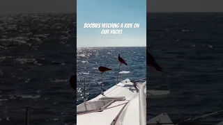 Be kind to all animals because they will be kind back to you. #seabirds #wildlife #sailing #boatlife