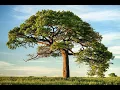 How to implement Decision Tree Classifier from Scratch in Python Explanation and Code