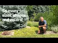 Hardy Junipers For Your Landscape So Many Sizes Shapes And Colors