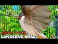 Download Lagu kutilang gacor TARUNG buat pancingan kutilang agar bunyi jadikan burung kutilang gacor