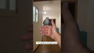 تدريب ببغاء الروز هدد على الصوت فقط 