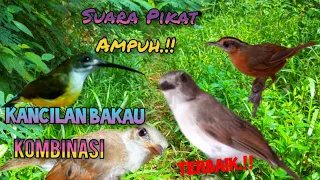 suara pikat kancilan bakau ribut kombinasi terbaik paling ampuh