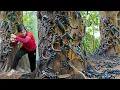 Download Lagu Harvesting Giant Primitive Scorpion \u0026 Go to Market Sell | Rescue baby dog from giant python