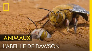 L'abeille de Dawson femelle ne s'accouple qu'une seule fois