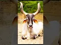 Download Lagu Cow Comedy Pani Lao Re 🐄🤣😂 #cow