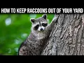 How to Keep Raccoons Out of Your Yard - Quick Easy