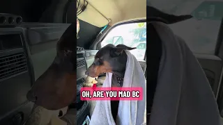 #Fyp #dream #doberman #pets #youtube