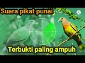 Lagu suara pikat burung punai liar, 100% paling ampuh,!!