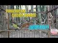 Download Lagu SOGON BAHAN DIJAMIN LANGSUNG RESPON DENGAR SUARA SOGON INI | PANCINGAN SOGON AGAR BUNYI