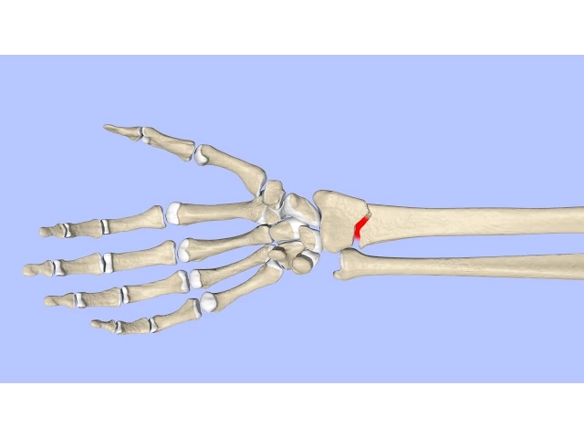 Principles of Fracture Healing