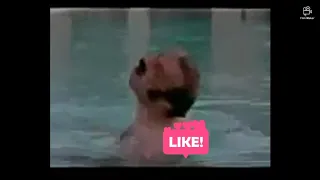   عليا الطلاق بلتلاتة انت اتخضيت  كتكوت ابو الليل دندنها