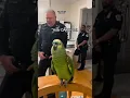 Deze papegaai maakte een einde aan het burgerschap van de officier