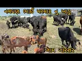 Lagu ગાય હેવ કેટલાક દિવસ લેશે વિયાવા મા 🙄🙄🙄