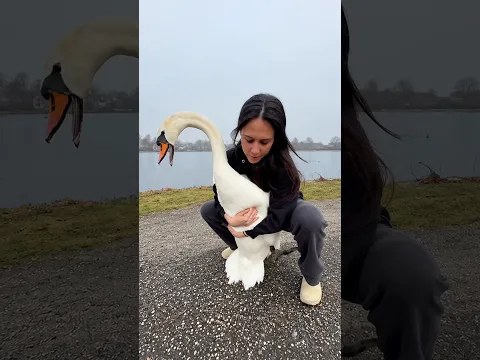 She saved this swan with so much care 🥹 🦢 Thanks @nancypriorRescue