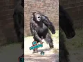 Download Lagu Chimpanzee Eric Loud Display #chesterzoo #hoots