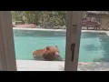 California Bear beats the heat in backyard pool