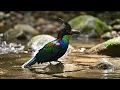Top 100 Surprisingly Beautiful Birds | Discover Wild Nature in 4K Nature Sound ASMR