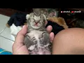 Cute kitten twitches while sleeping