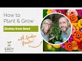 How to Plant and Grow Zinnias from Seed