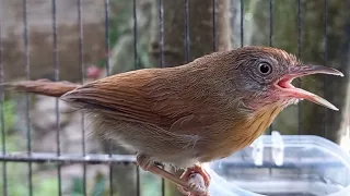 pancingan bunyi jenggot mini gacor