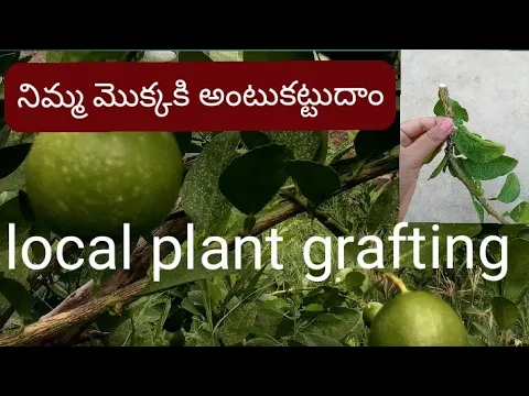 Download MP3 antukattu padhati | lemon tree grafting technology | nimma mokkaki antu kattuta