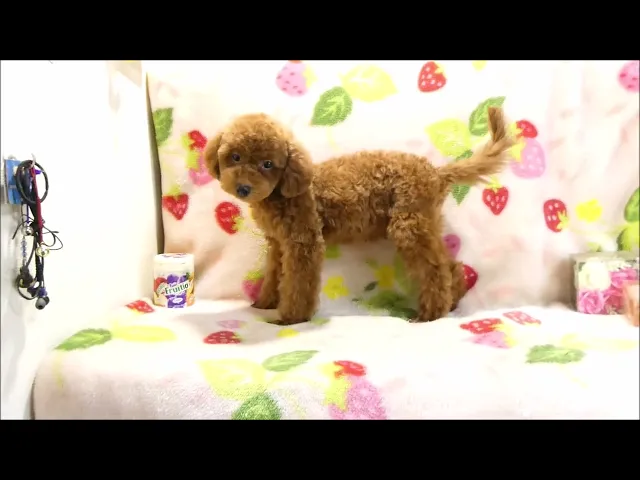 動画