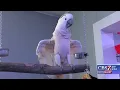 New exoctic pet store coming to Midland