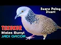 Download Lagu SUDAH TERBUKTI...! Suara Tekukur GACOR Ini Ampuh Untuk Pancingan Saat Mikat