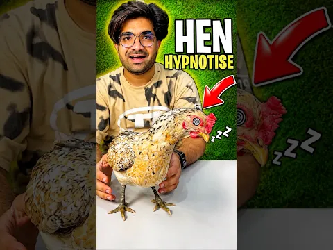 CAN YOU HYPNOTISE A HEN 🐔 #shorts #entertainment #mrdastan003