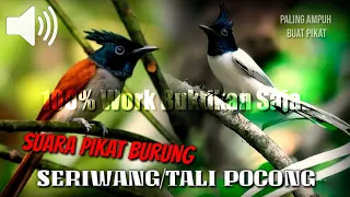 Download Suara Pikat SERIWANG/TALI POCONG - paling ajaib buat pikat - Free Download mp3 MP3