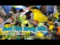 Lagu SUARA PIKAT BURUNG RIBUT PALING JAHAT. Kombinasi Pilihan Khusus Semua Burung Liar..