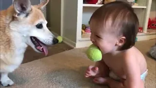 أطفال يلعبون مع الكلاب مواقف مضحكه 