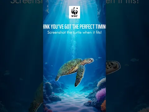 Think you’ve got the perfect timing? | World Sea Turtle Day