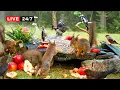 Lagu 🔴24/7 LIVE CAT TV NO ADS😺 Midsummer Nut Party with Cutest Red Squirrels and Adorable Little Birds