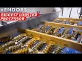 Download Lagu How the Largest Lobster Company in Maine Processes Over 600,000 Pounds per Week — Vendors