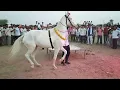 Download Lagu परफ्यूम लगावै चुन्नी पर डांस करना अब घोड़ी को भी डांस पसंद है || dancing horse || lovekush dungri
